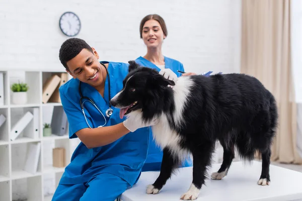 Glückliche afrikanisch-amerikanische Tierärztin untersucht Border Collie Hund in der Nähe verschwommener Arzt in Klinik — Stockfoto