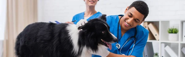 Smiling african american doctor in latex gloves examining border collie near colleague in vet clinic, banner - foto de stock