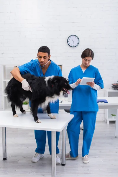 Interracial doctors examining border collie and using digital tablet in clinic — Stock Photo