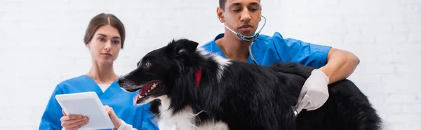 Medico veterinario afroamericano che esamina il collie di confine con stetoscopio vicino al collega con tablet digitale in clinica, banner — Foto stock