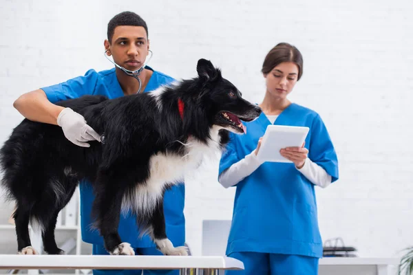 African american veterinarian examining border collie with stethoscope near blurred colleague using digital tablet in clinic — Fotografia de Stock