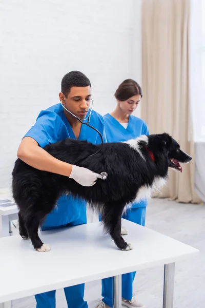 African american doctor holding stethoscope near border collie and blurred colleague in clinic - foto de stock