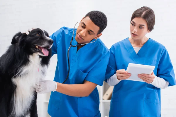 Médicos veterinarios interraciales examinando border collie y usando tableta digital en la clínica - foto de stock