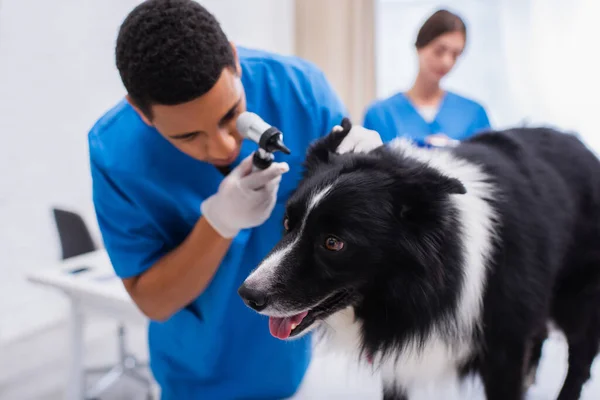 Veterinario afroamericano borroso usando otoscopio mientras examina frontera collie en clínica - foto de stock