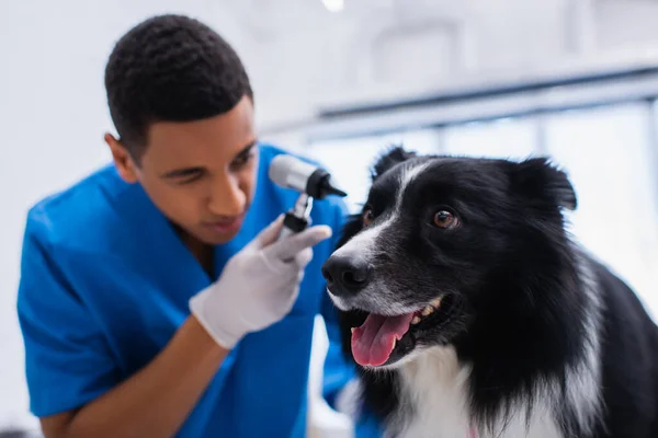 Border collie looking away near blurred african american veterinarian with otoscope in vet clinic — Photo de stock