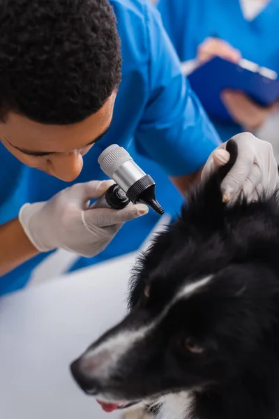 Vista aérea del médico afroamericano sosteniendo otoscopio cerca de la oreja de borrosa frontera collie en la clínica - foto de stock