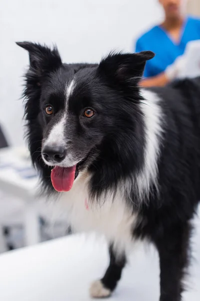 Border collie sticking out tongue in vet clinic — Stockfoto