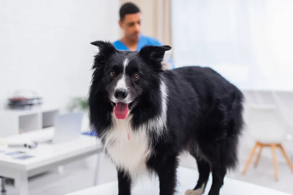 Border collie dog looking at camera near blurred african american doctor in vet clinic - foto de stock