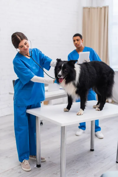 Médico veterinario sonriente examinando frontera collie cerca borrosa colega afroamericano con tableta digital en la clínica - foto de stock