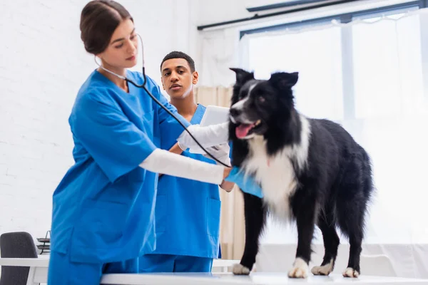 Médico afroamericano sosteniendo tableta digital cerca de colega borroso examinando frontera collie en clínica - foto de stock