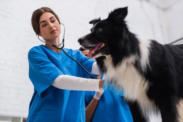 Vue en angle bas du médecin en uniforme examinant collie frontière dans une clinique vétérinaire — Photo de stock