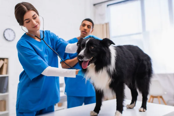 Border collie debout près des médecins interracial flous avec stéthoscope en clinique — Photo de stock