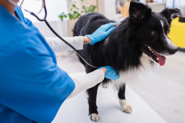 Vue recadrée du médecin en gants de latex et stéthoscope examinant collie frontière en clinique — Photo de stock