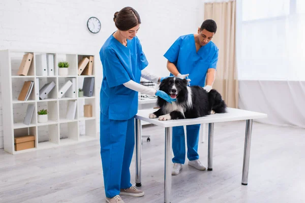 Veterinario sonriente tocando frontera collie mientras africano americano colega haciendo vacunación en clínica - foto de stock