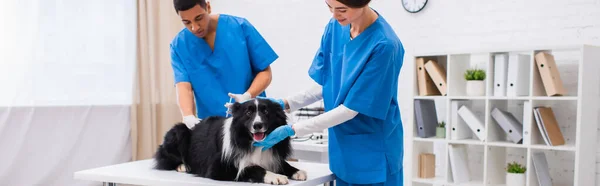 Veterinari interrazziali che fanno la vaccinazione di frontiera collie in clinica, banner — Foto stock