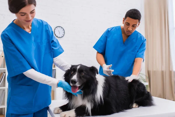 Médico afroamericano haciendo vacunación de collie fronterizo cerca de colega borroso en clínica - foto de stock