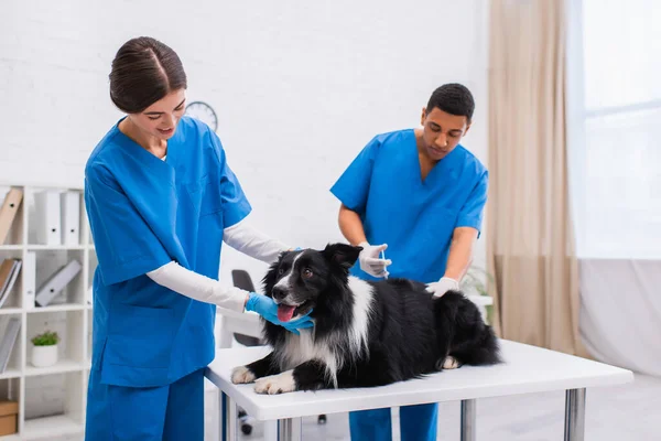 Positive vet doctor petting border collie near blurred african american colleague doing vaccination in clinic — Foto stock