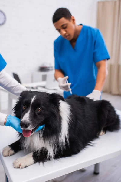 Médico veterano acariciando frontera collie cerca borrosa africana americana colega con jeringa en clínica - foto de stock