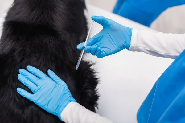 Cropped view of veterinarian in latex gloves doing vaccination of border collie in clinic — Stock Photo