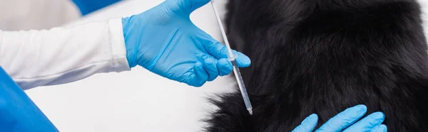 Cropped view of veterinarian holding syringe near border collie in clinic, banner — стоковое фото