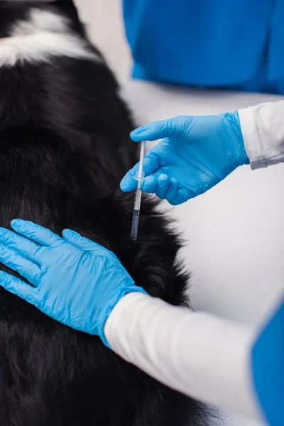 Vue en angle élevé du médecin vétérinaire faisant la vaccination du collie frontalier en clinique — Photo de stock