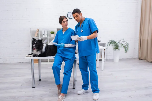 Interracial veterinarians looking at scans near border collie in clinic — Photo de stock