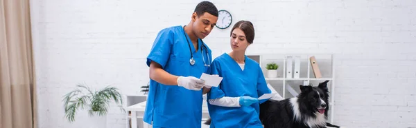 Multiethnic doctors in latex gloves holding scans near border collie in clinic, banner — Stock Photo
