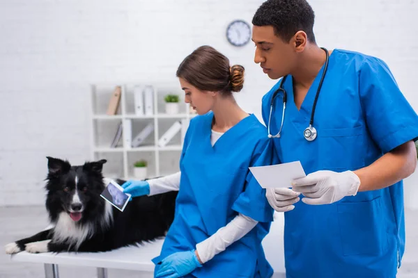 Interracial vet doctors holding ultrasound scans and looking at blurred border collie in clinic — Stockfoto