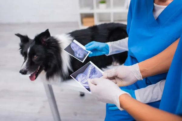 Vista cortada de médicos veterinários multiétnicos que realizam exames de ultra-som perto de borrão borrado collie na clínica — Fotografia de Stock