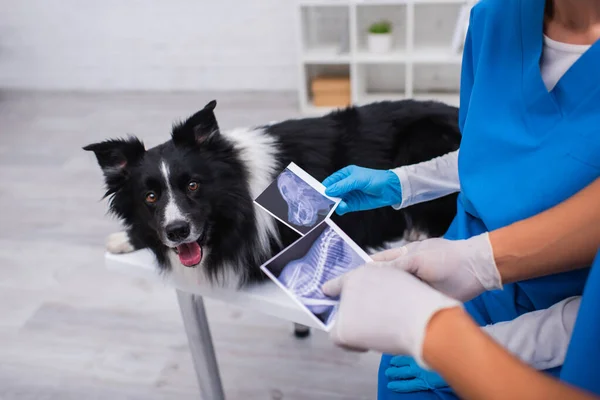 Vista ritagliata del veterinario afroamericano che punta a ecografia vicino collega e confine collie in clinica — Foto stock