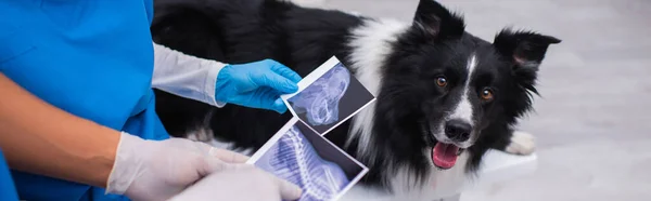 Cropped view of interracial vet doctors holding ultrasound scans near blurred border collie in clinic, banner — Photo de stock