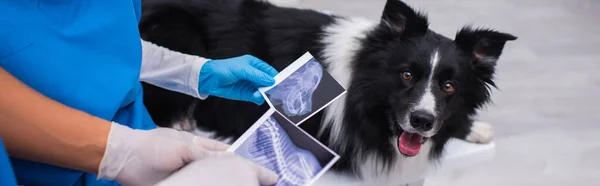 Vista recortada de los médicos veterinarios interracial celebración de ecografías cerca borrosa frontera collie en la clínica, pancarta - foto de stock