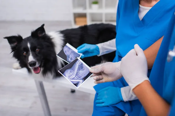 Обрезанный вид мультиэтнических врачей, проводящих ультразвуковое сканирование собаки возле пограничного колли в клинике — стоковое фото