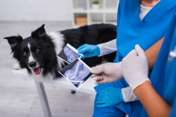 Cropped view of multiethnic doctors holding ultrasound scan of dog near border collie in clinic — стоковое фото