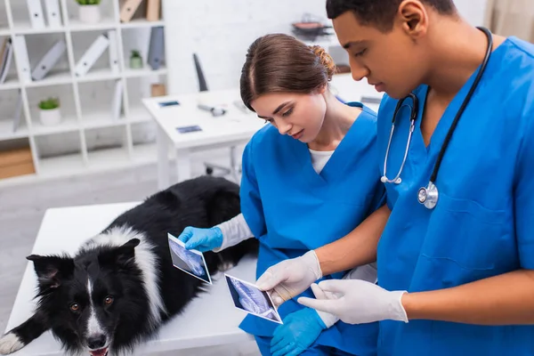 Interracial vet doctors holding ultrasound scans near border collie dog in clinic — Stock Photo