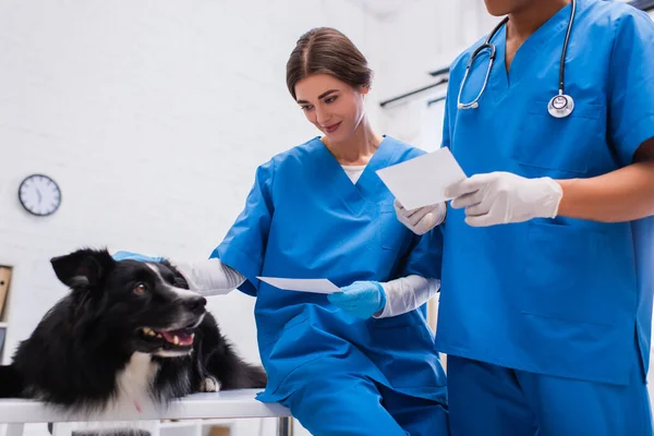 Médico veterinario sonriente sosteniendo escaneo y acariciando a border collie cerca de colega afroamericano en uniforme en clínica - foto de stock