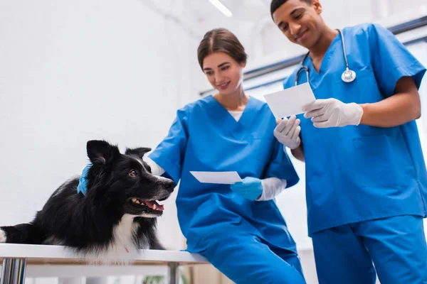 Border collie near blurred interracial vet doctors with scans in clinic — Photo de stock