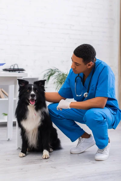 African american veterinarian in uniform petting border collie in clinic — Stock Photo