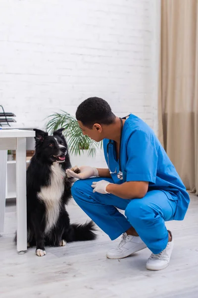Африканский американский врач держит лапу пограничного колли в ветеринарной клинике — стоковое фото
