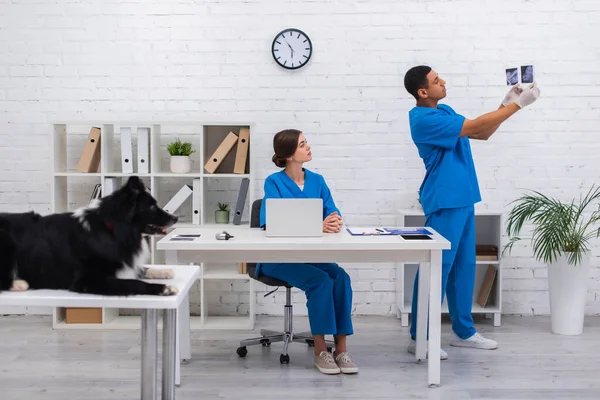 African american doctor holding ultrasound scans near colleague and blurred border collie in clinic — Stock Photo