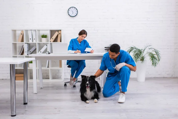 African american vet doctor petting border collie near blurred colleague working in clinic — стокове фото