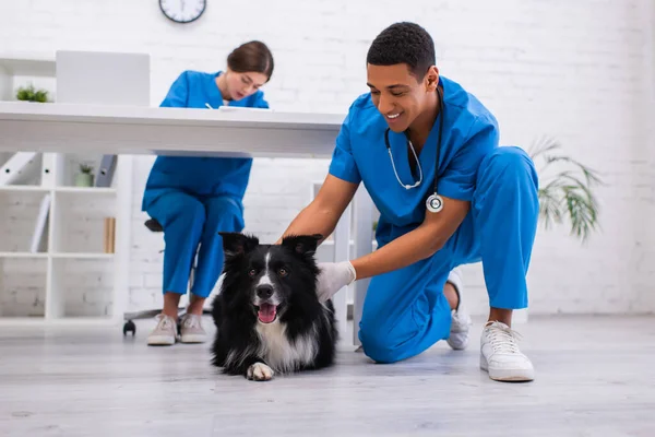 Positivo africano americano veterinario acariciando frontera collie cerca borrosa colega en clínica - foto de stock