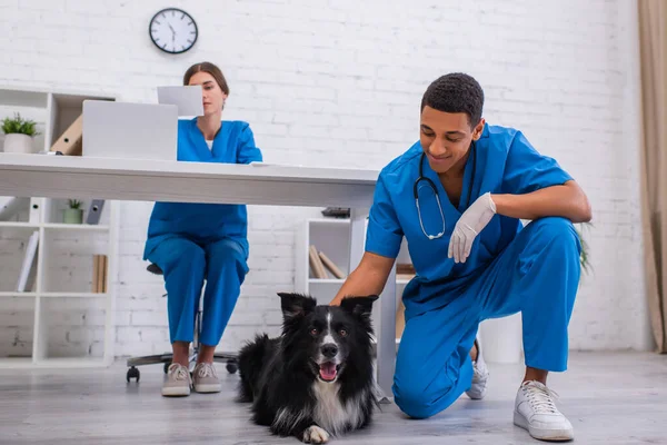 Sonriente afroamericano veterinario médico acariciando frontera collie cerca borrosa colega en clínica - foto de stock