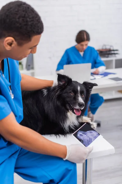 African american doctor holding ultrasound scan near border collie in vet clinic — Stockfoto