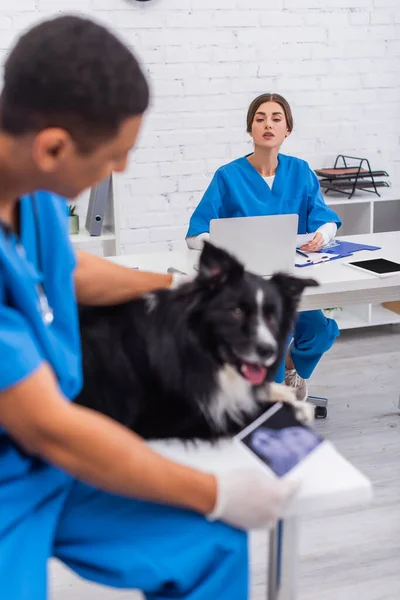 Veterinario che parla con un collega afroamericano sfocato vicino al confine collie in clinica — Foto stock