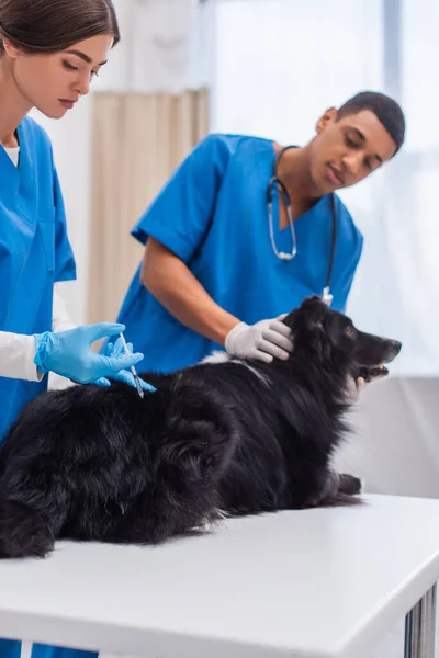 Veterinario haciendo vacunación de collie fronterizo cerca borrosa colega afroamericano en clínica - foto de stock