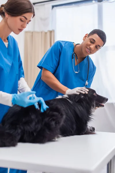 Sorridente africano americano veterinario petting border collie mentre collega facendo la vaccinazione in clinica — Foto stock