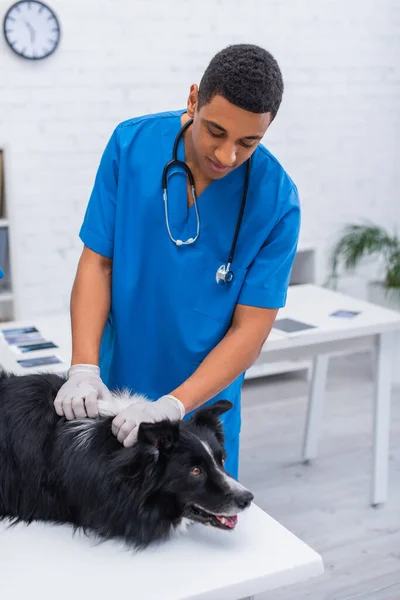 Médecin vétérinaire afro-américain en gants de latex examinant collie frontière en clinique — Photo de stock