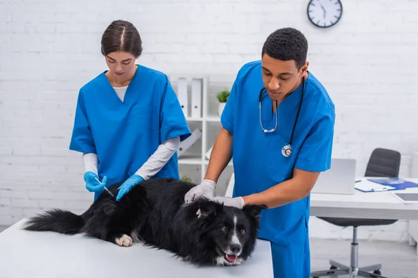 Médecins vétérinaires multiethniques faisant la vaccination du collie frontalier en clinique — Photo de stock