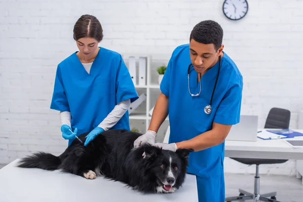 Médicos veterinarios multiétnicos haciendo vacunación de collie fronterizo en la clínica - foto de stock